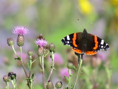 Summer on flowers wings open