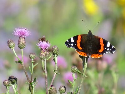 Summer on flowers wings open photo