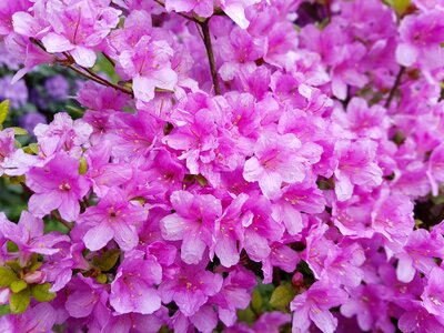 Pink azaleas azalea
