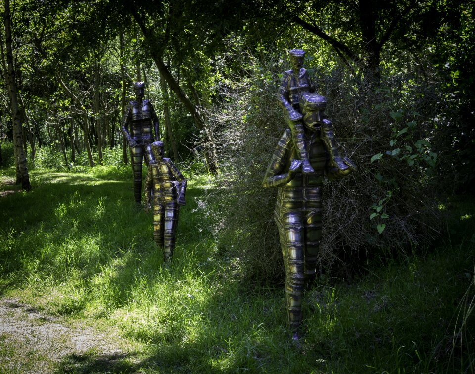 Trees grass sunshine