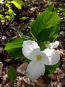 Perennial flower plant