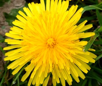 Spring wildflower sunny