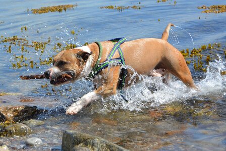 American staffordshire water baltic sea