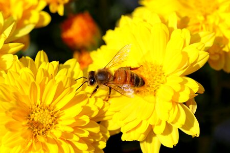 Insects plants autumn photo