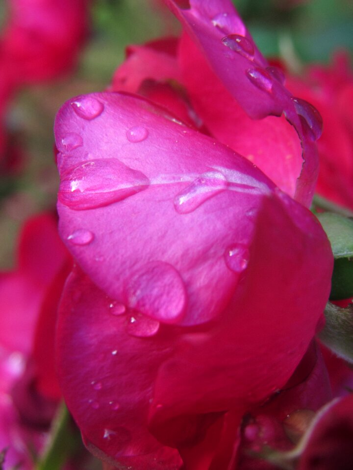 Water droplets petal floral