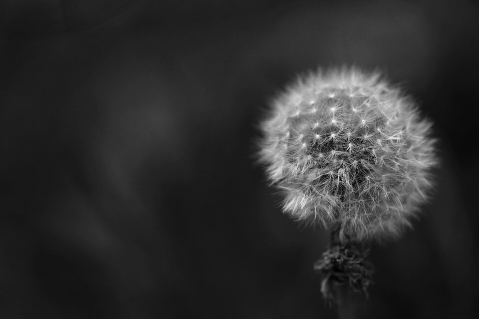 Spring nature