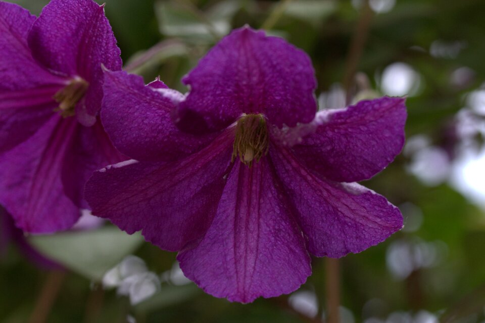 Petals plants nature