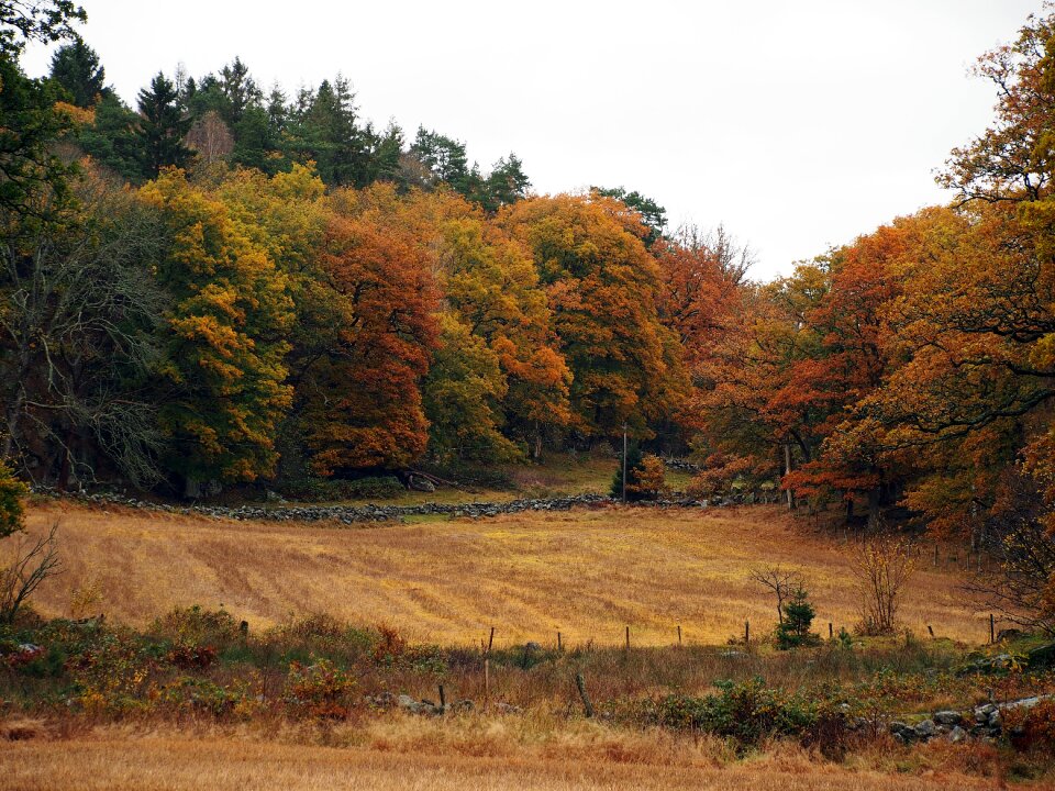 Forest dry-stone walls sweden