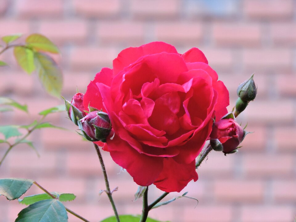 Nature spring flower