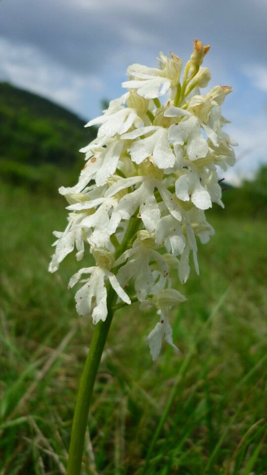 German orchid reported mountainside