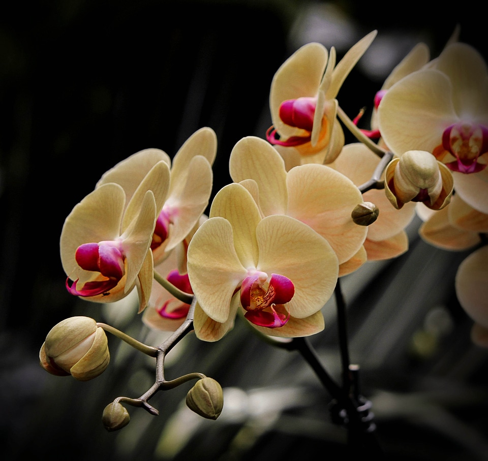 Yellow cream buds