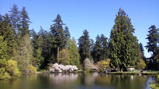Sunny pond canada