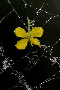 Dew drops flower photo