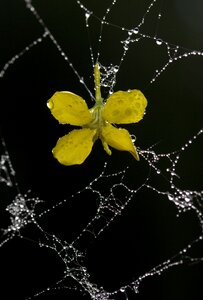 Dew drops flower