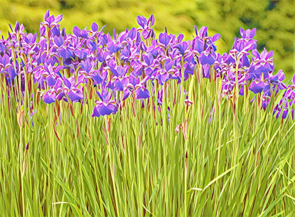 Field blooming spring
