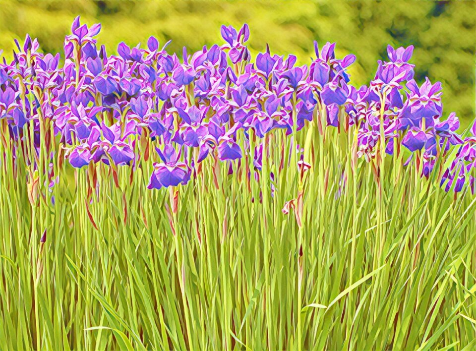 Field blooming spring photo