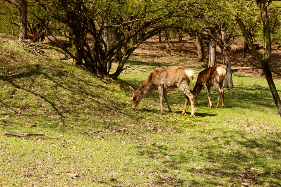 Animals wild animal nature