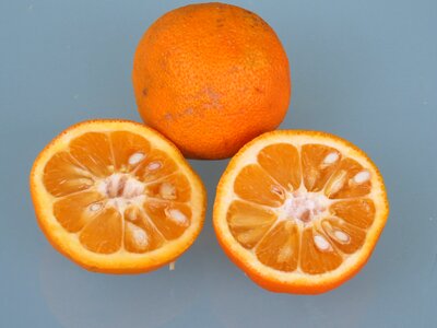 Grapefruit fruit orange