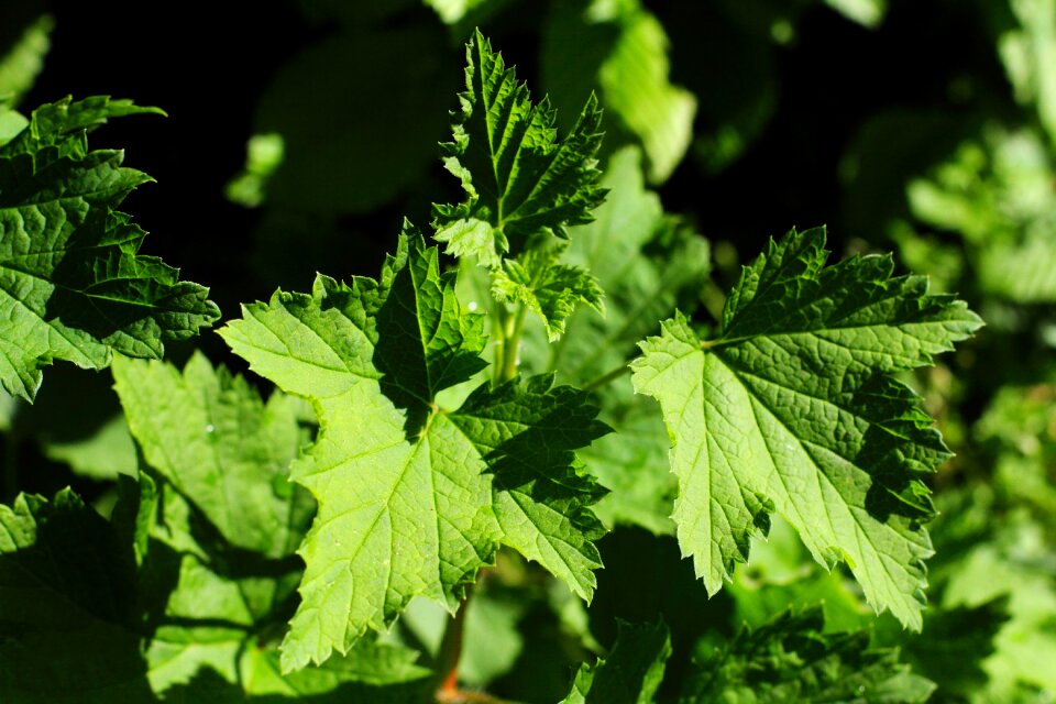 Plant green leaf nature
