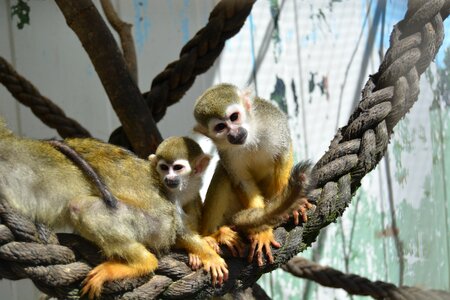 Monkey family baby mammal photo