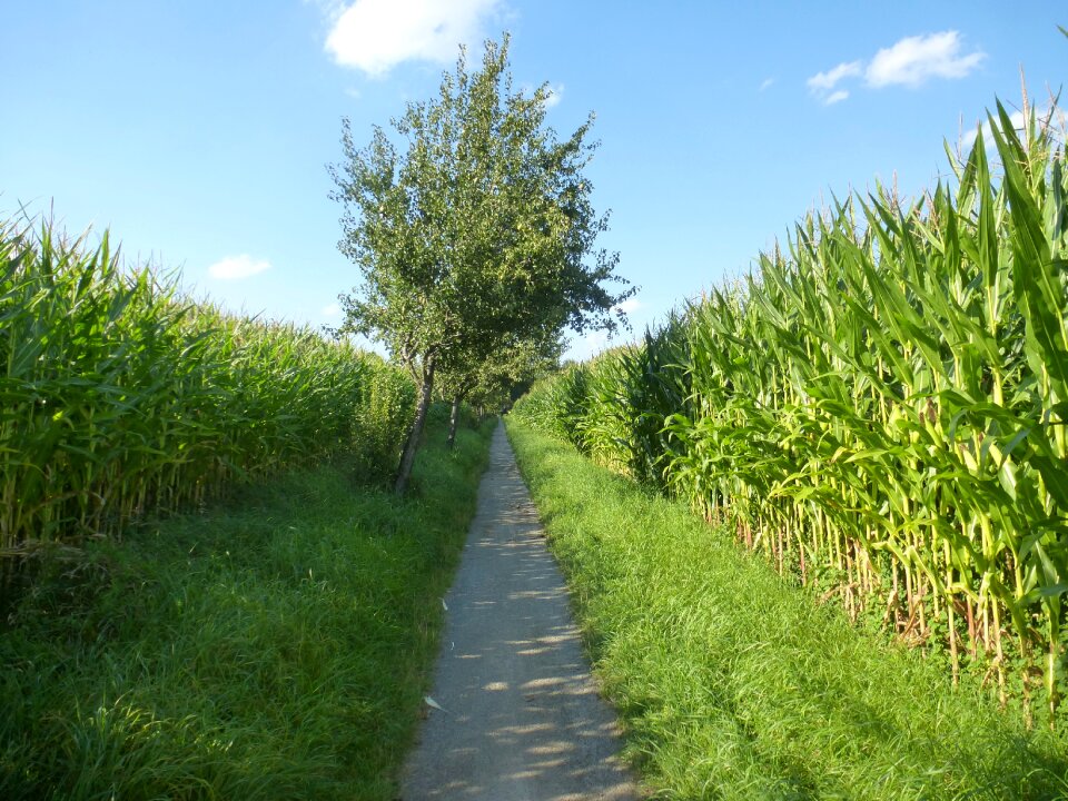 Cornfield corn plants agriculture