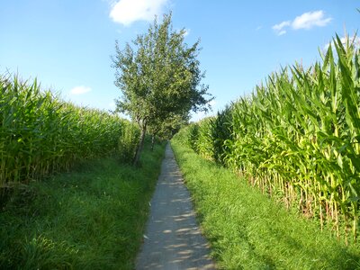 Cornfield corn plants agriculture photo