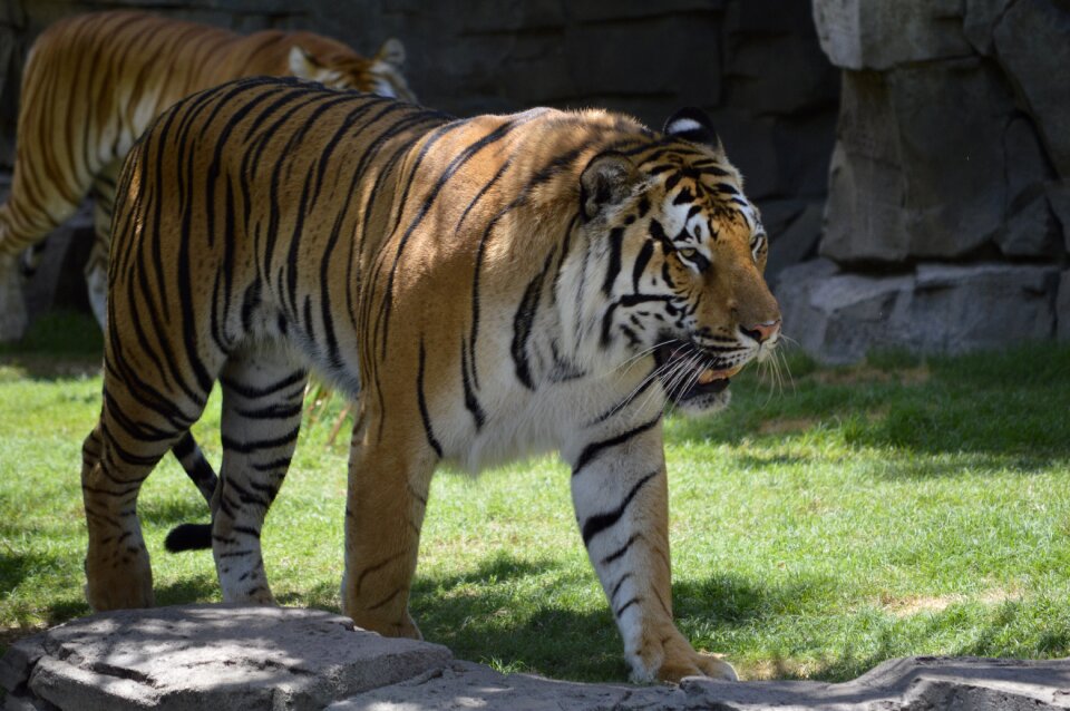 Tiger stopped zoo photo