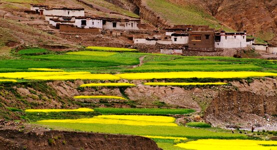 Fields culture tibet