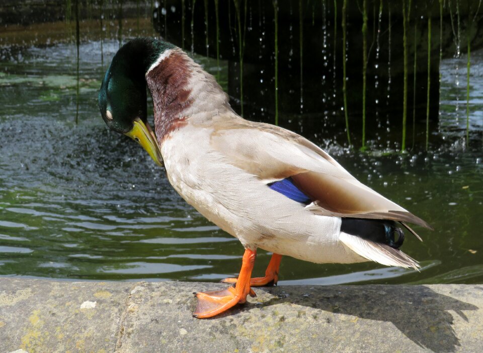 Bird water washing
