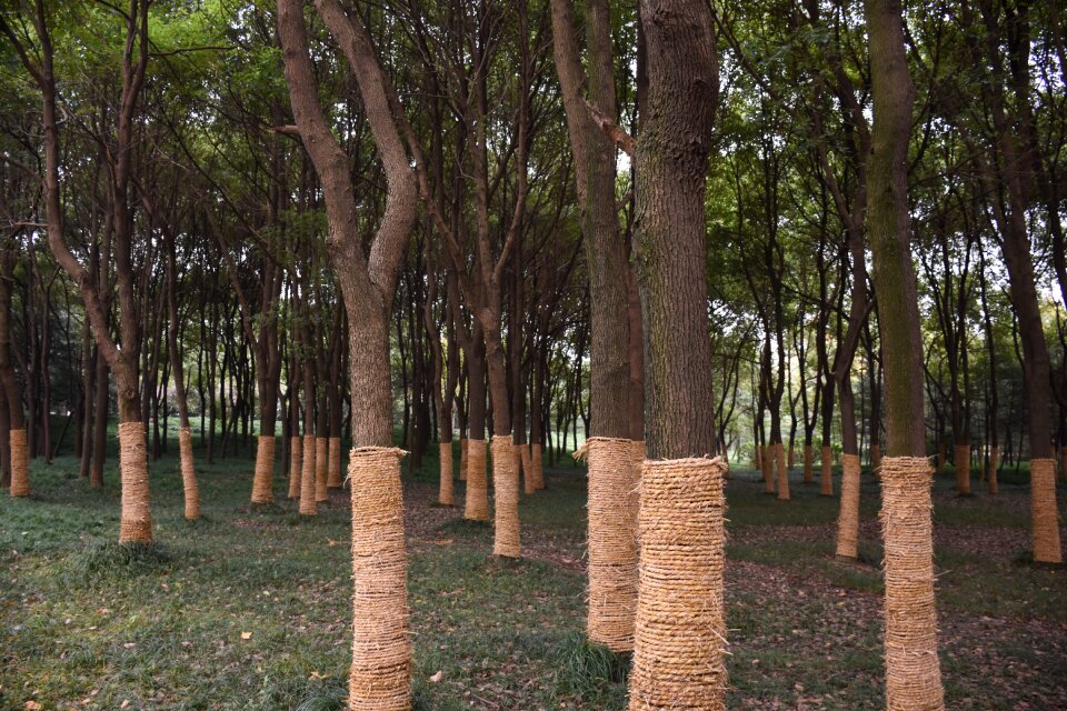 Hefei city park