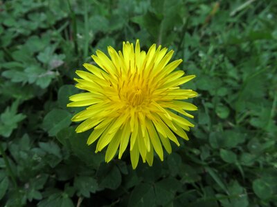 Wild flower garden spring photo