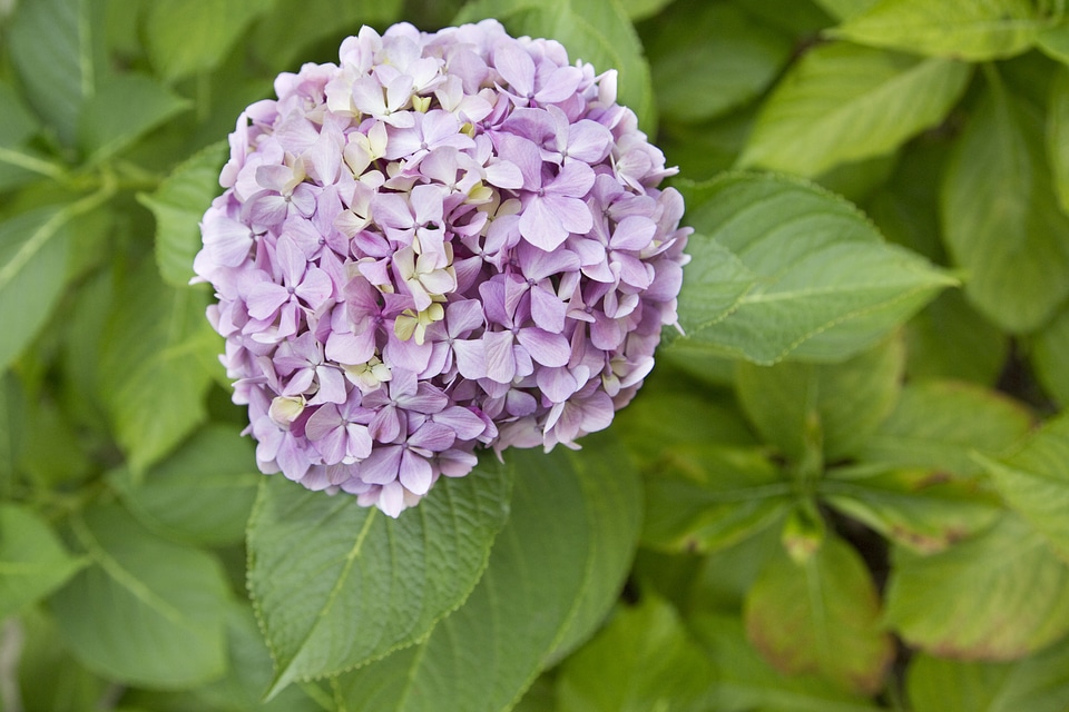 Blossom flower bloom