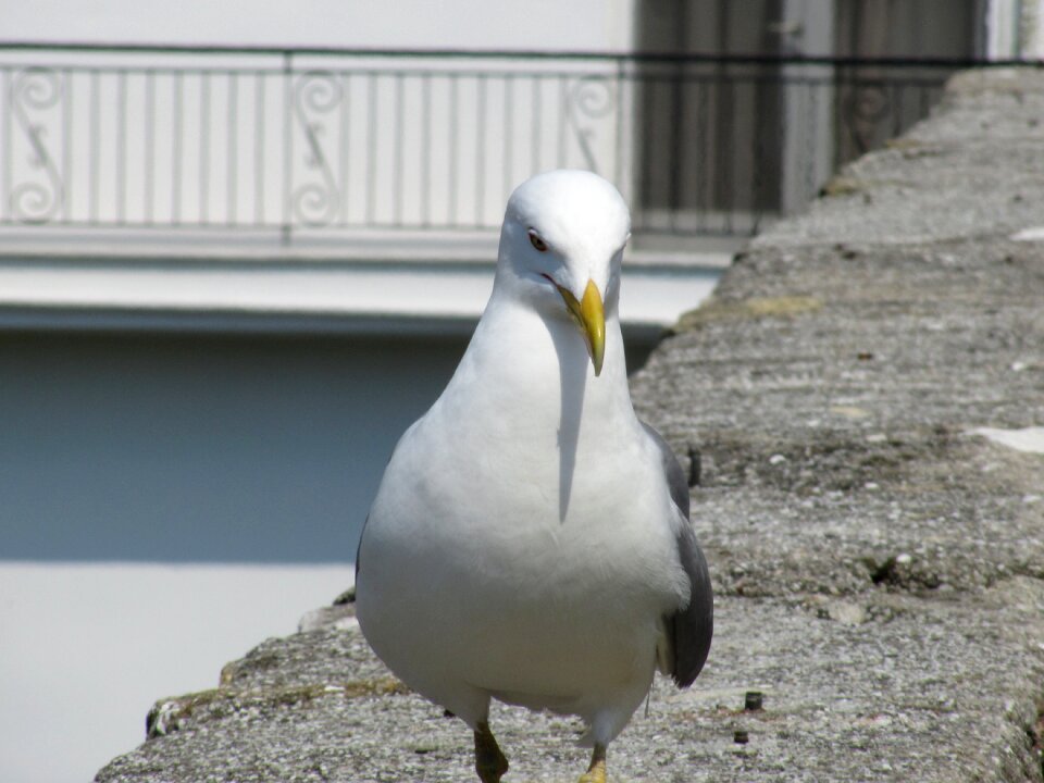 Water bird close up gull