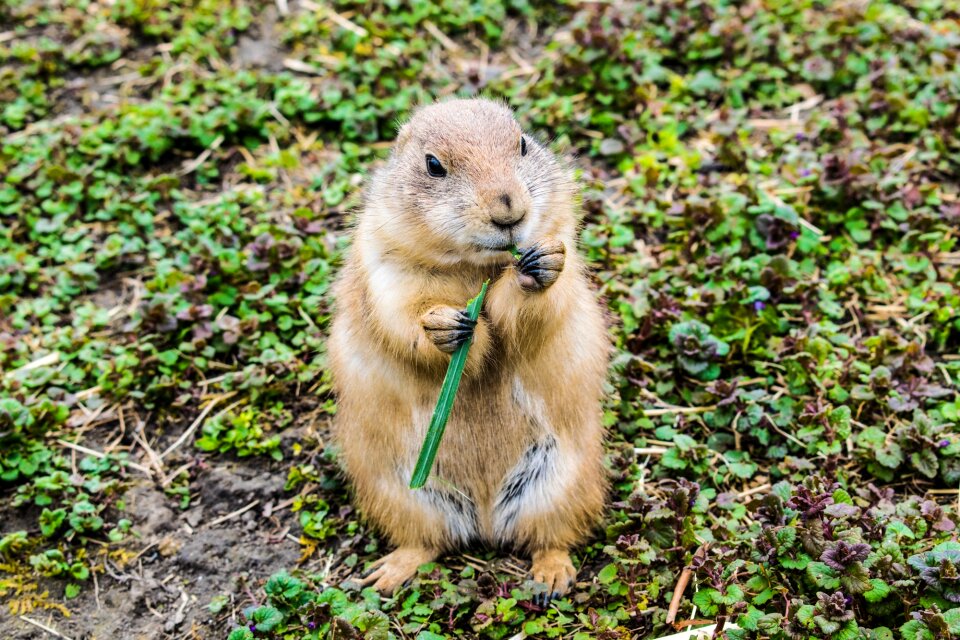 Wildlife baby young