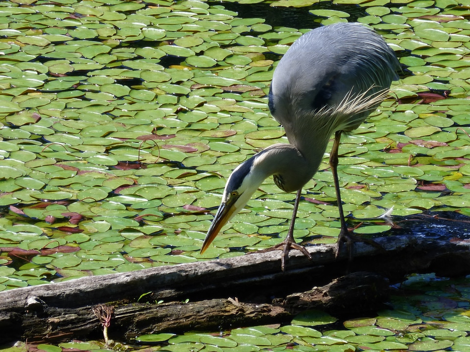 Nature wildlife water