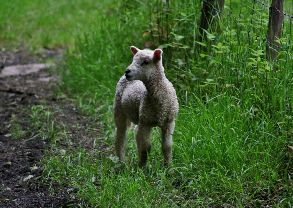 Natural wool livestock