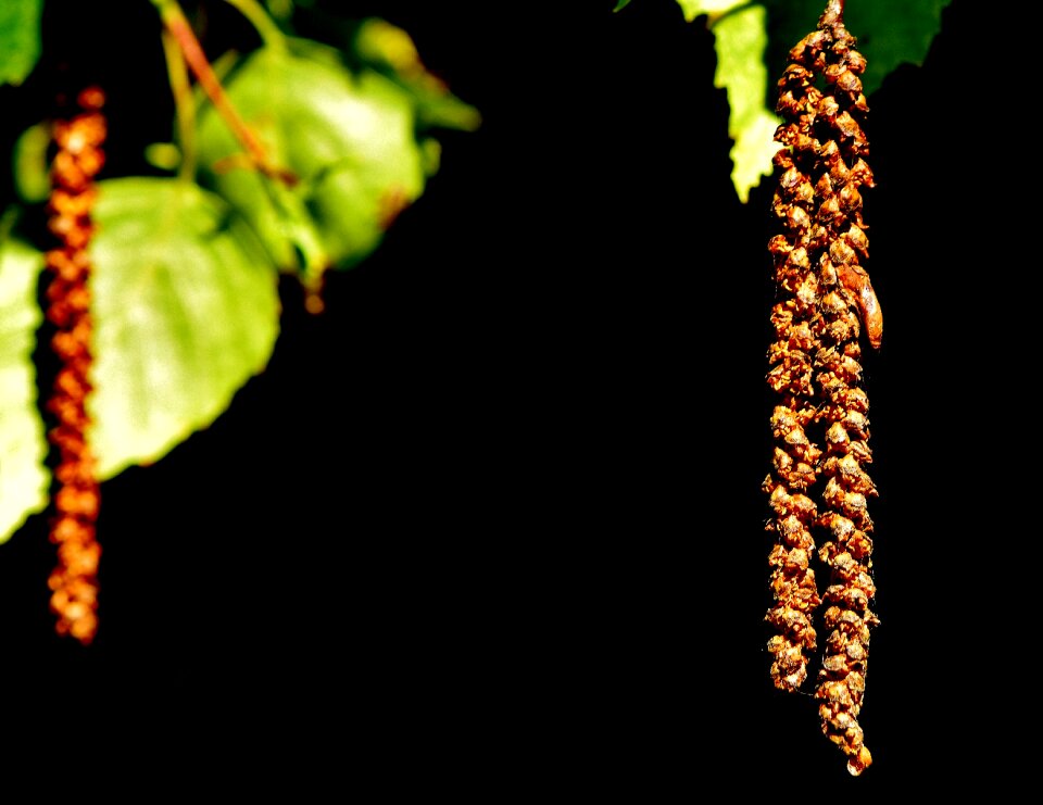 Nature birch garden