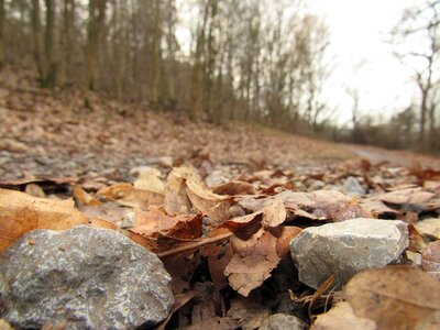 Autumn leaves trail photo