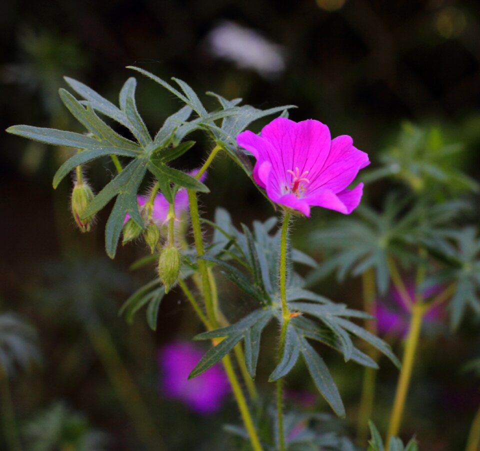 Nature plant blossom