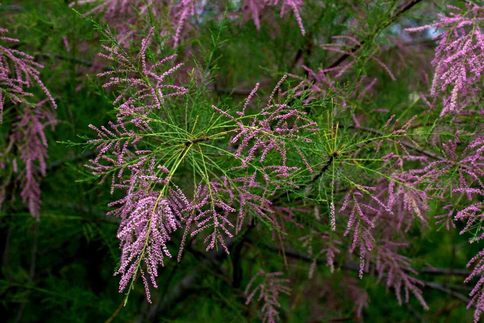 Flowers mov decorative
