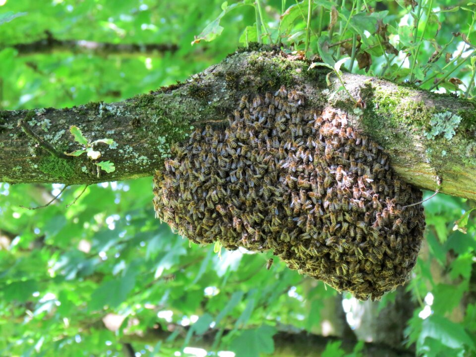 Hive flown Free photos