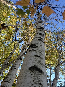 Leaves nature tree