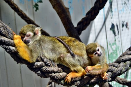Monkey family baby mammal photo