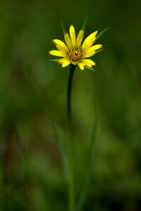 Plant green plain