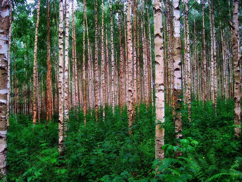Finland nature outside