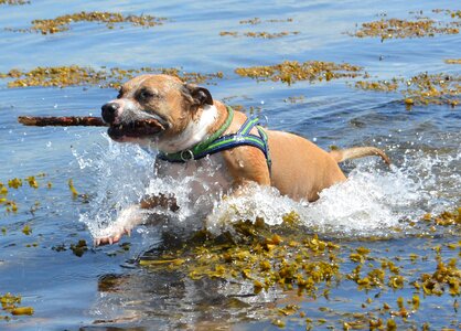 American staffordshire water baltic sea