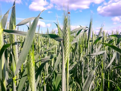 Corn corn on the cob green