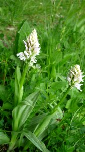 German orchid nature conservation pointed flower