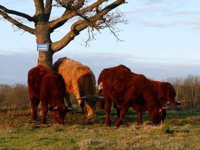 Pasture france fields