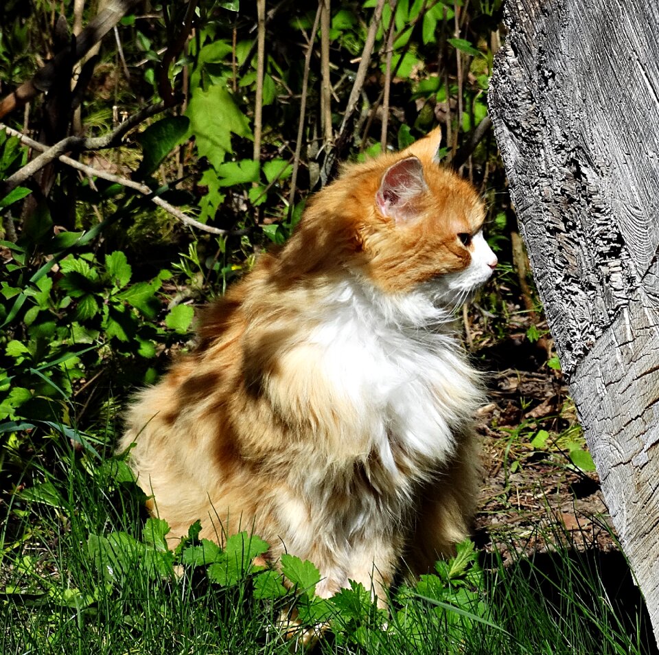 Fur nature feline